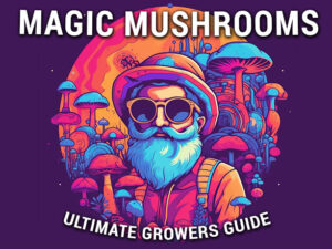 Insanity is Sanity - Ultimate Magic Mushroom Growers Guide: For a New Understanding